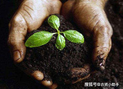 土壤调理指南 土壤“生病”后如何科学修复？